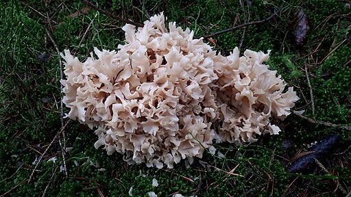 Sparassis crispa mushroom